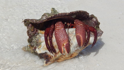 Crabby