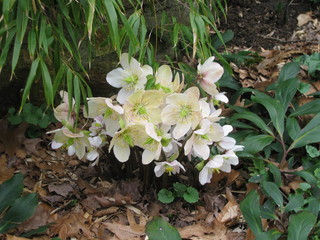 Helleborus Niger Plant