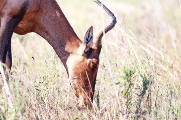 Lonely Buck