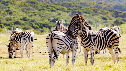 Fototapeta na wymiar Zebra Love