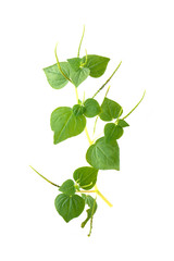 Vegetables for healthy food Peperomia pellucida on isolated white background