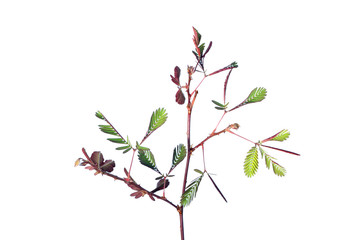 Sensitive plant on white background. (mimosa pudica plant)