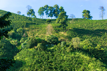 Fototapeta na wymiar Coffee Covered Hills