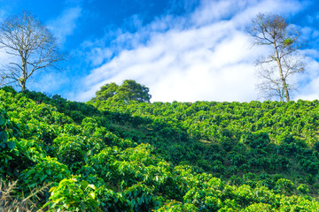 Fototapeta na wymiar View of Coffee Plants