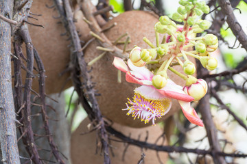 Buddha Sara flower background