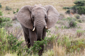 Naklejka na ściany i meble African Bush Elephant - Hey Yes You