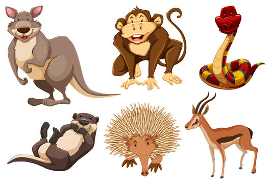 Set of wild animals