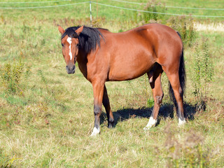 Horse isolated in pasture on farm