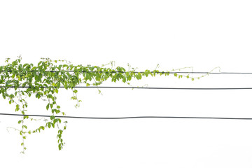 Naklejka premium Ivy green with leaf on isolate white background