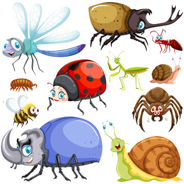 Different kinds of insects