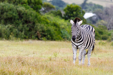 Burchell's Zebra Looking