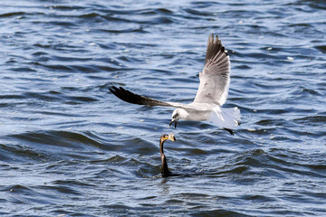Duck