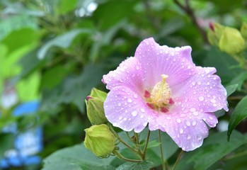 雨に濡れたフヨウ