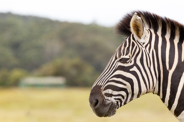 Fototapeta premium Burchell's Zebra Landscape