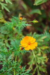 Yellow cosmos flower in the garden.