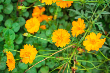 Yellow cosmos flower in the garden.