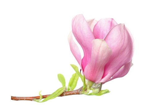 Fototapeta magnolia flower