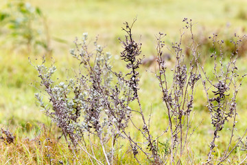 Brown Bush Flowers