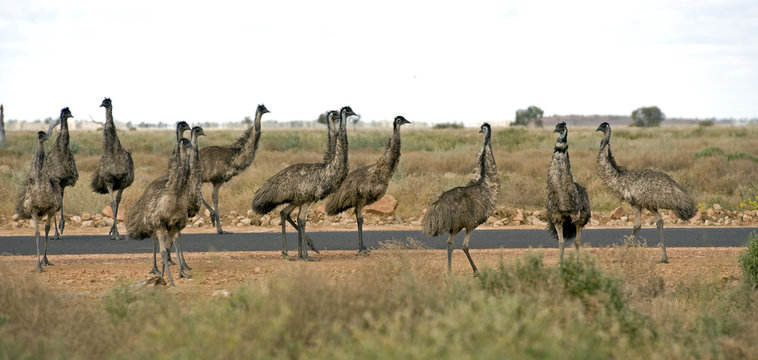 Flock of Emus in outback Australia.