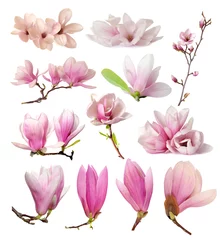 Papier Peint photo Magnolia fleurs de magnolia
