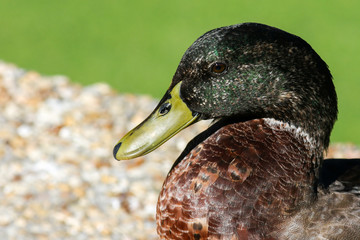 Duck