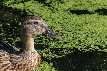 Duck