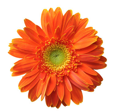 Orange Gerbera