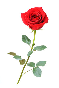 singe beautiful red rose isolated on white 