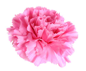 single pink carnation