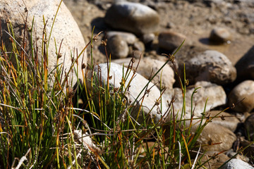 Green on the Rocks