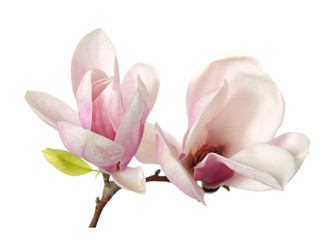 Fototapeta premium magnolia flower