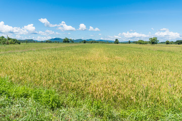 rice field and blue sky in Thailand