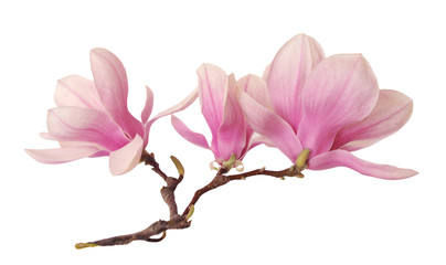 Naklejka premium a branch of magnolia flower