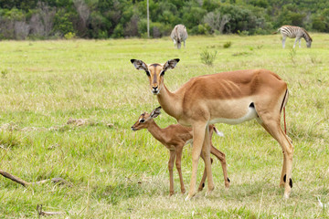 Life - Nyala - Tragelaphus angasii