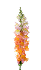 two tone pink and orange snapdragon