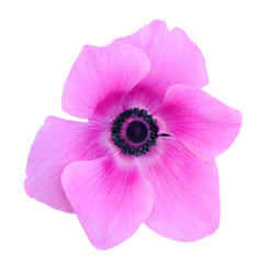  mona lisa blush flower