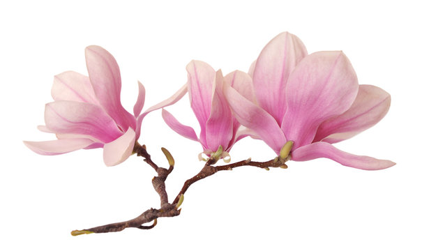 Fototapeta a branch of magnolia flower