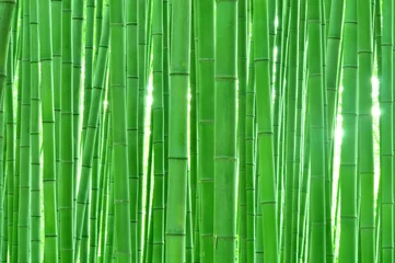 Fototapete Bambus Bambushain in Sagano, Kyoto
