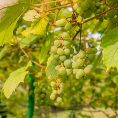 Ripe Bunche of White Wine Grapes.  Grape. Grape harvest. Grape p