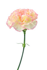 carnation