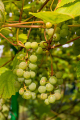 Ripe Bunche of White Wine Grapes.  Grape. Grape harvest. Grape p