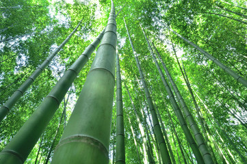 京都　嵯峨野の竹林