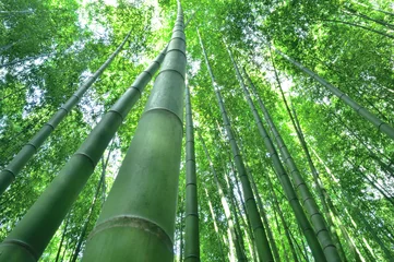 Papier Peint photo Bambou Bambouseraie à Sagano, Kyoto