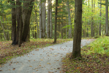 forest path fall landscape trees tranquil scene