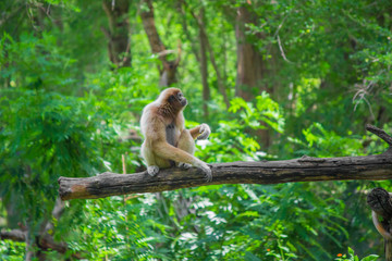Gibbons sat on the timber.