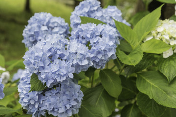 Blue Hydrangea Flower