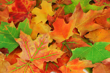 Naklejka na ściany i meble colorful autumn maple leaves background