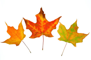 colorful autumn maple leaves isolated on white background