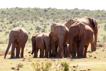 Addo Elephant National Park is a diverse wildlife conservation park situated close to Port Elizabeth in South Africa and is one of the country's 19 national parks.