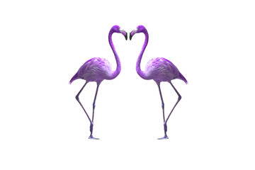 Obraz premium Bird flamingo walking on a white background , flamingo isolated on white background ,Beautiful bird flamingo